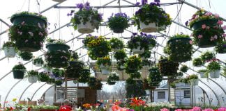 VIDHAS/ PANDEMIA FALIMENTON BIZNESIN E LULEVE