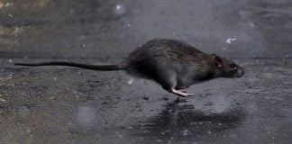 Koronavirusi mund t’i kthejë minjtë në kanibalë, agresive dhe të zgjuar