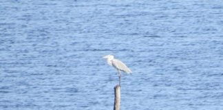 Dita e Tokës/ BE: Kjo pandemi nuk do t’i heshtë zërat tanë për krizën klimatike