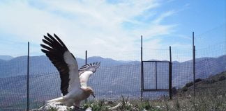 “Sofra e mbretëreshave” mirëpret kalin e qyqes për këtë vit