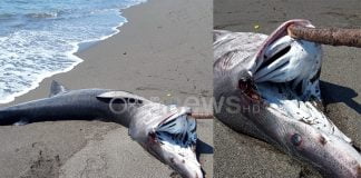 Velipojë: Dallgët nxjerrin në breg peshkaqenin udhëtar