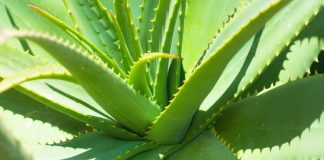 Si Të Përdorni Lëngun e Aloe Verës Kundër Diabetit