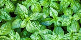 Mënyrat Natyrale Kundër Alergjisë Nga Myku