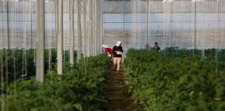 Hapje e agroturizmit me protokoll/ Çuçi: 95% e produkteve bujqësore në tregje prodhim vendas, eksportet rritje me 20% në mars