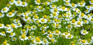 Kamomil Qumësht Kanellë – Ëmbëlsohuni Dhe Shëroni Trupin