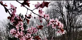 Korça ka ofertën më të përshtatshme turistike për këtë vit të pazakontë