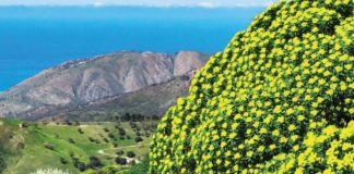 Lule Qumështorja e Shqipërisë – Fuqitë Shëruese