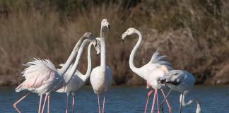 Shqipëria nga shtëpia”/ Ftesë për një udhëtim të pazakontë virtual me foto nga Shqipëria turistike