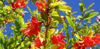 Mos e Humbni – Faktet dhe Fuqitë e Rralla të Gjetheve të Shegës