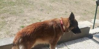 I zoti i ndërron jetë nga Covid-19/ Qeni besnik udhëton disa milje dhe e pret poshtë spitalit