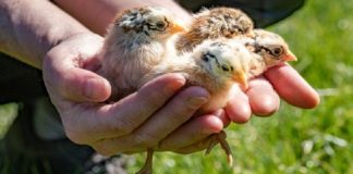 Çfarë janë sëmundjet zoonotike dhe pse ato po përhapen gjithnjë e më shumë te njerëzit?