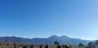 Shtohen sipërfaqet e gjelbra pyjore në Lezhë