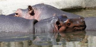 Covid-19 nuk kursen as hipopotamët