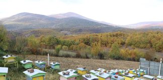 Bletaria, biznesi që po fuqizon ekonominë e fermerëve