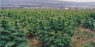 VOA: Shqipëri, gjatë 2021 u rritën sipërfaqet me marijuanë