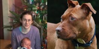 Sakrifica e nënës, jep jetën për të shpëtuar të birin nga sulmi i qenit ‘pitbull’