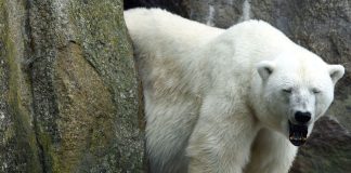 Ngordh ariu i fundit polar në kopshtin zoologjik në Berlin