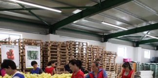 Eksportet bujqësore 7.4 miliardë lekë