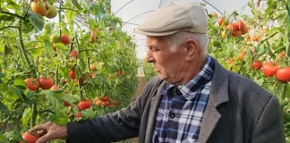 Mësuesi fermer! Mësimdhënësi i biologjisë që kultivon perimet në mënyrë të veçantë