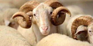 U godit nga dashi, ndërron jetë 64-vjeçarja në Fier