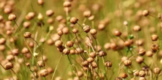 Farat e vogla të linit, plot vlera e shije për organizmin