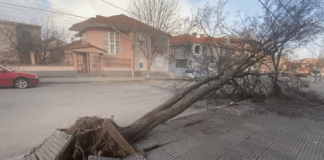 Dhjetëra fshatra pa energji elektrike, era e fortë rrëzon pemën