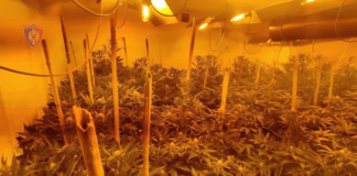 Ku e kultivonin kanabisin dy vëllezërit, pamje nga shtëpia e barit