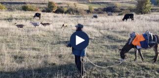 Baresha 80-vjeçare ende ruan dhentë, ndihmon çdo ditë familjen në Kolonjë