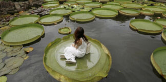 Zambaku gjigant i ujit hyn në librin e rekordeve Guinness!
