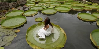 Zambaku gjigant i ujit hyn në librin e rekordeve Guinness!