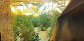 Shtëpi bari në…Dhomat e vilës të mbushura me bimë narkotike
