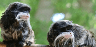 U zhdukën nga kopshti zoologjik, gjenden dy majmunët e rrallë në SHBA