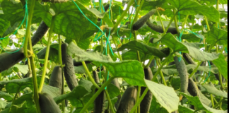 Nis eksporti i kastravecit gjembaç në Holandë