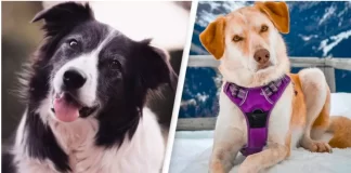 Shkenca zbulon përse qentë anojnë kokën kur ‘komunikojnë’ me njerëzit (fotot)