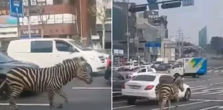 Zebra arratiset nga kopshti zoologjik në Korenë e Jugut, shëtit mes trafikut të makinave