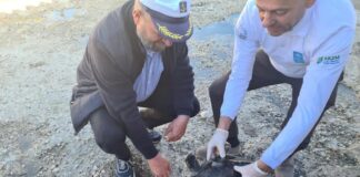 Breshka e rrallë gjendet nga peshkatarët në bregdetin e Vlorës