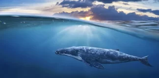 Pas 10 vitesh negociata, arrihet marrëveshja për mbrojtjen e oqeaneve