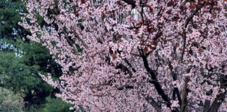 Kthjellime dhe temperatura në rritje, parashikimi i motit për ditën e sotme