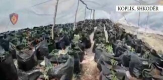 Sekuestrohen 8 mijë fidanë me kanabis në Malësi të Madhe, nën hetim 3 punonjës të bashkisë