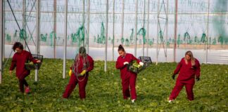 Skema Kombëtare, Krifca: Garantojmë mbështetjen e fermerëve dhe të bujqësisë