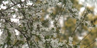 Temperaturat rriten në 22 gradë C, parashikimi i motit për këtë të enjte