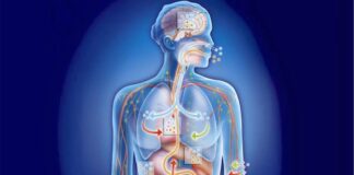 Si të zbuloni nëse keni toksina në trup – Mënyrat natyrale për t’i larguar