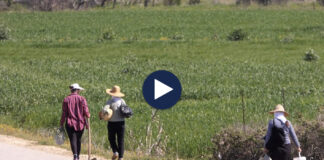 Eksporti i bimëve medicinale/ Emigranti investon në Belsh, i shet në Europë