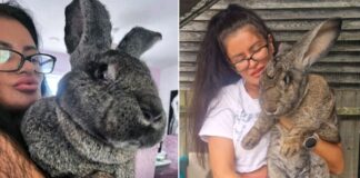 Njihni historinë e 39-vjeçares që shpenzon 17,000 £ për 4 lepujt e saj gjigantë