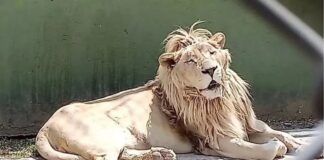 Po bastisnin një pronë të mafias meksikane, policia gjen kafshë ekzotike në kafaze si tigër dhe luanë