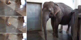 Shihni si një elefant në kopshtin zoologjik të Berlinit, ka mësuar të qërojë bananen