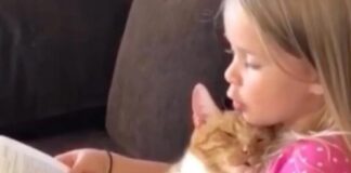 Vajza e vogël i lexon përrallë maces, videoja bëhet virale në rrjet