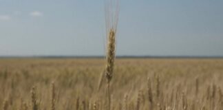 Pesticide të paligjshme në grurin ukrainas: Jo për tregun e BE, për vende të treta