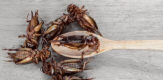 Habit blogerja nga Kanadaja: Ushqej vajzën 18-muajshe me karkaleca, i duken si patate të skuqura