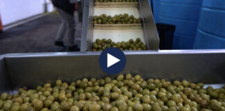 Italia kërkon ullinjtë shqiptarë/ Programi për të kthyer në eksportues, 11 milionë rrënjë ullinj